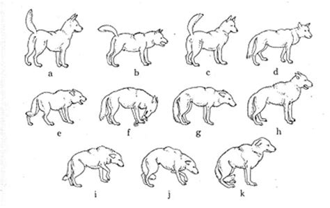 11 Dog Tail Shapes & 10 Impressive facts about Dog Tail √ The Secrets ...