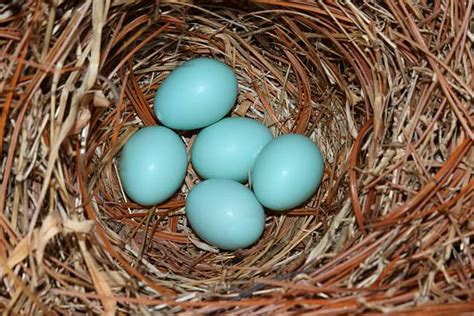 50+ Eastern Bluebird Eggs Stock Photos, Pictures & Royalty-Free Images - iStock