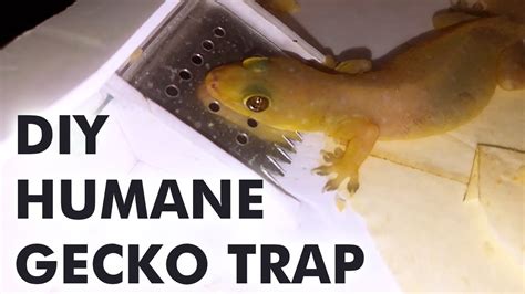 How to make a DIY Catch and Release reusable gecko trap with foam board - YouTube