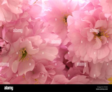 Kanzan Cherry Blossom Stock Photo - Alamy