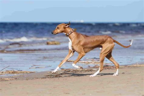 [2023] Fastest Dog Breeds - Top 6 Elegant Racer Dog Breeds In The World