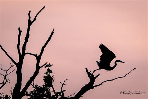 Great Blue Heron - a photo on Flickriver