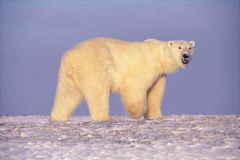 Free Images - polar bear bear walking