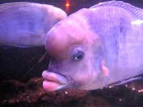 √ Fish With Big Lips | Fischlexikon