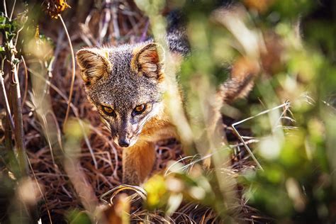 The Adorable Island Fox Is Back—But Saving It Meant Going to War | WIRED