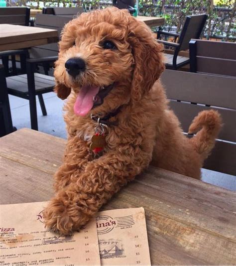 Curly cute brown dog | Cute Animals #cutebrownpuppies | Super cute ...