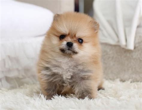 Teacup Pomeranian Puppies For Sale $500 Near Me - Pets Lovers