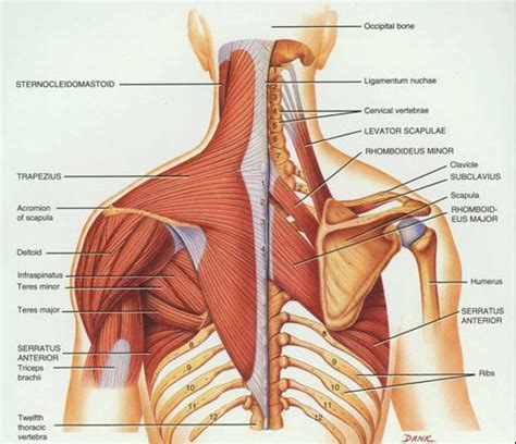 Shoulder pain? Start at the thoracic spine. — Revo Physiotherapy ...