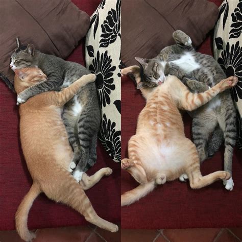 My cats...Before and After : r/cats