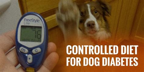 Controlled Diet for Diabetes in Dogs — FULL GUIDE