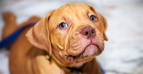 Are Red Nose Pitbull Illegal In Uk