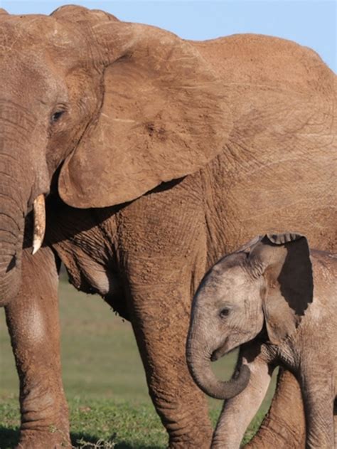 Newborn African Elephant