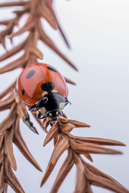 Premium Photo | Beautiful red ladybug walking on a dry leaf