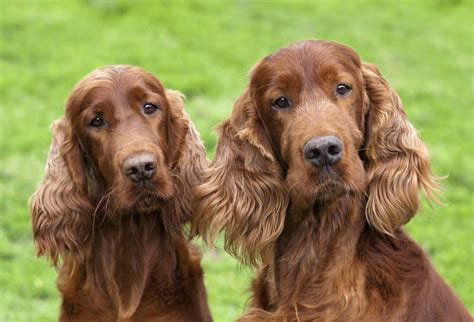 75 Male Names for Irish Setter Dogs - My Pets