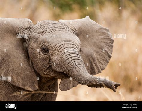 African Elephant calf (Bush subspecies), Loxodonta africana, in Sabi Sand Reserve, MalaMala ...