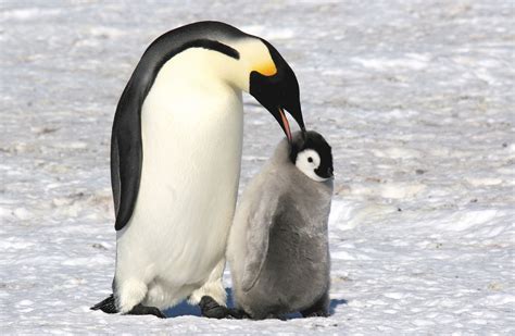 Emperor Penguin | Cute baby animals, Young animal, Baby animals funny