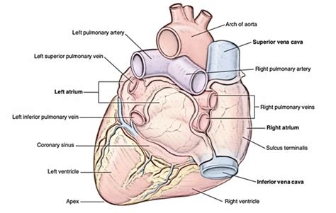 Easy Notes On 【Heart】Learn in Just 4 Minutes!