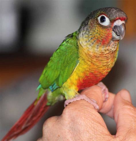 Green Cheek Conure Facts, Diet, Mutation, Lifespan, Care as Pets, Video