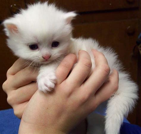 #dailydoseofcute White Ragdoll Kitten | Beautiful kittens, Ragdoll kitten, Baby cats