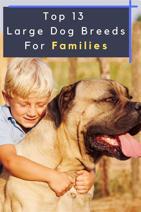 Top 13 Large Dog Breeds For Families (Pictures and Names)