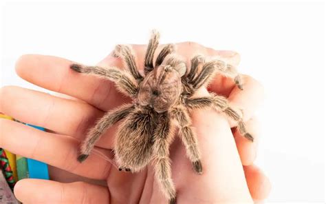 Chilean Rose Tarantula Facts - The Spider Blog