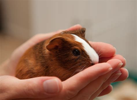 How to Care for Baby Guinea Pigs