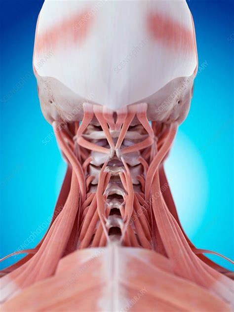 Striated Shoulder/Neck Muscles In Humans / Muscles of the Shoulder and ...