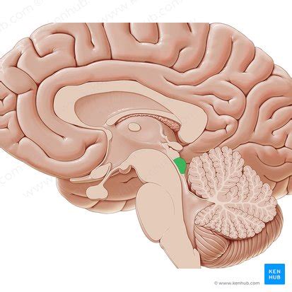 Inferior colliculus: anatomy and function | Kenhub