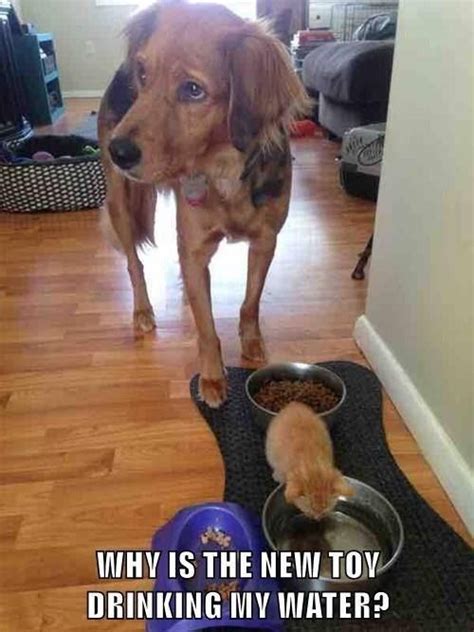 13 Confused Dog Photos And Memes That Will Leave You Laughing | Funny ...