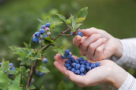 Cómo cultivar arándanos | Plantas