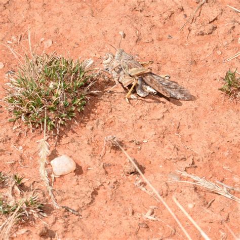 Developing a positive space for locusts in the anthropogenic world ...