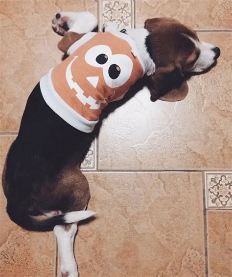 15+ Beagle Halloween Costume Ideas - The Paws