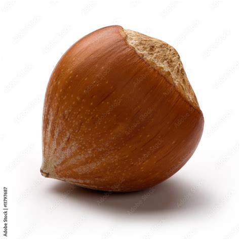 Hazelnut Shell Stock Photo | Adobe Stock