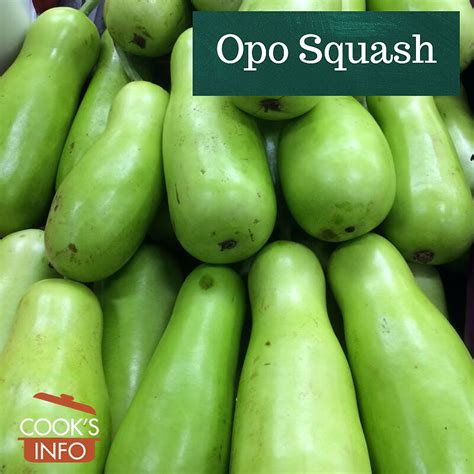 Opo Squash - CooksInfo