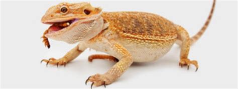 Baby Bearded Dragon Feeding Schedule | Bearded Dragon Care Sheet