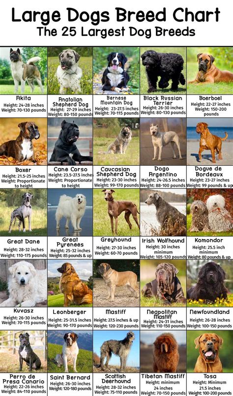 Large Dog Breeds Pictures and Names Chart - PatchPuppy.com