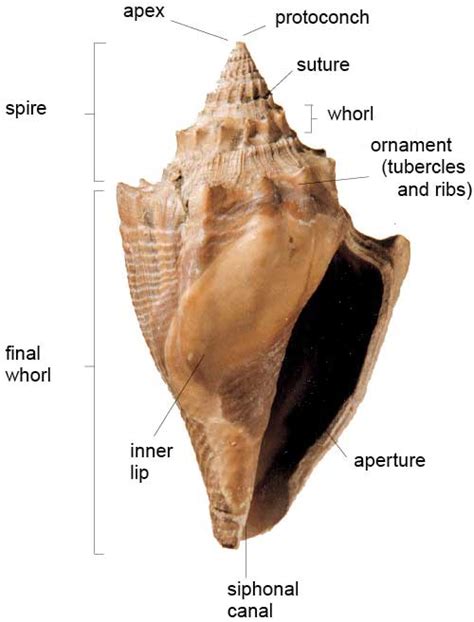 Gastropods - British Geological Survey