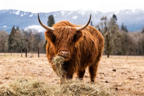 Scottish Highland Cows: A Unique Cattle Breed - Melissa K. Norris