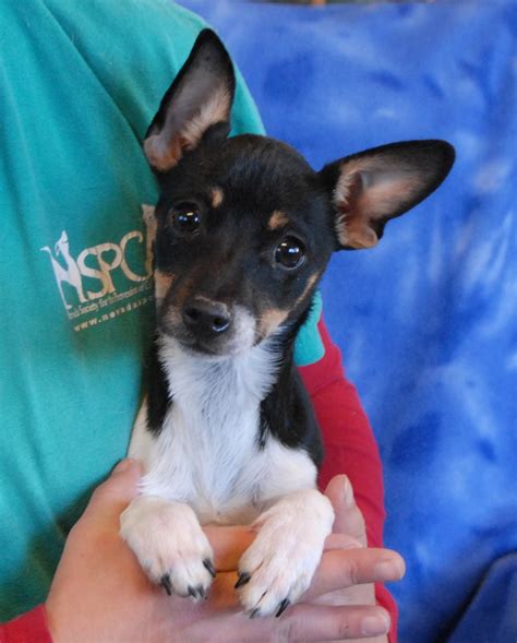 Oreo, an adorable Rat Terrier puppy debuting for adoption.