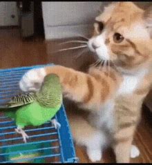 Cat Bird GIF - Cat Bird 摸头 - Discover & Share GIFs