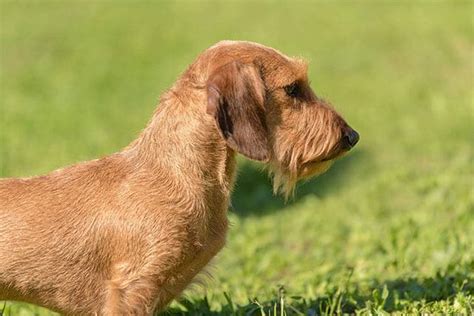 Wire-haired Dachshund: Your Complete Guide to the Breed