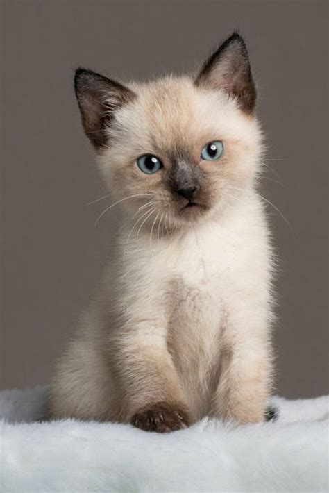 Amazing Baby Siamese Cats | Siamese cats, Cats, Cats and kittens