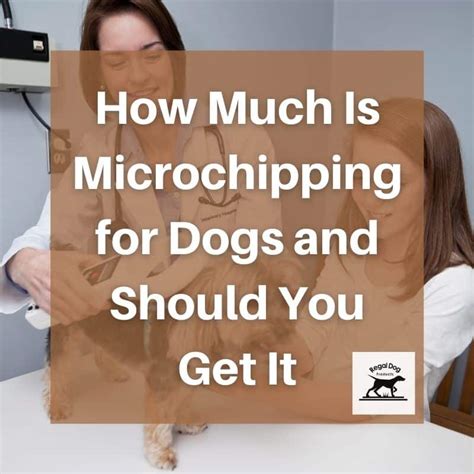 How Much Is Microchipping for Dogs and Should You Get It?