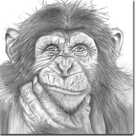 Chimp Drawing at PaintingValley.com | Explore collection of Chimp Drawing