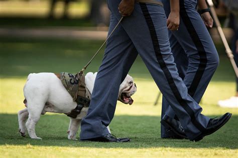 The Citadel introduces 'G3' as new mascot, bulldog's name honors alum ...