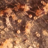 Grape: Spider mites | Hortsense | Washington State University
