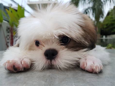 Malshi (Maltese & Shih Tzu Mix): Breed Guide, Info, Pictures, Care & More! | Pet Keen