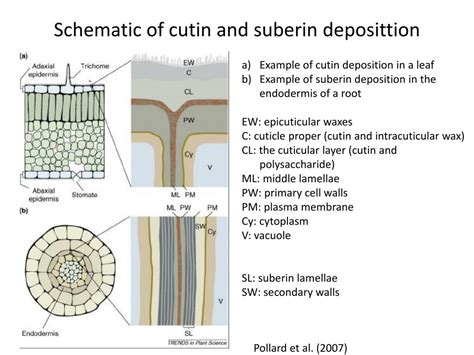 PPT - Cutin and Suberin PowerPoint Presentation, free download - ID:3002257