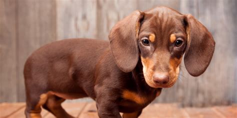 9 Secret Tips on How to Play with a Dachshund - Alpha Trained Dog