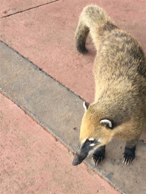 Coatis at Iguazu Falls | Reach the World